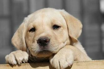 Labrador Retriever Puppies Wallpaper