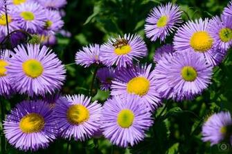 Bee On Purple Aster Flower Background High Quality Background