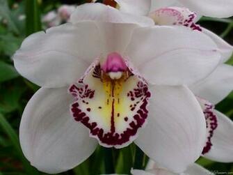 White Orchid Wallpaper