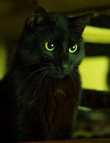 Black Cats Still Bring Happiness Simple Best Club Cat
