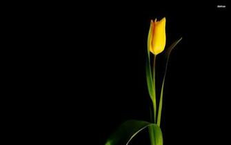 Single Flower Wallpaper