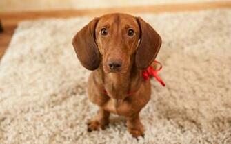 Dachshund Computer Wallpaper Desktop Background Id