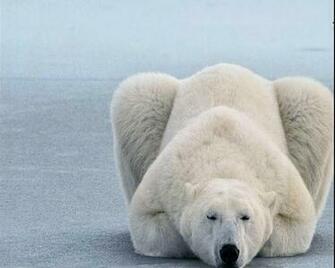 Polar Bear Wallpaper