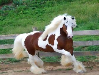 Gypsy Vanner Horse Wallpaper