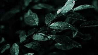 Abstract Dark Nature HD Wallpaper