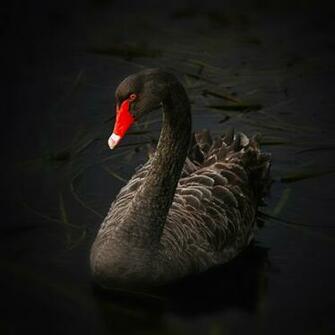 Black Swan Wallpaper