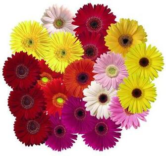 Gerbera Wallpaper HD Background Image Pics Photos