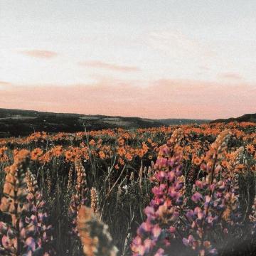 Chaserbrand Flowers Nature Aesthetic Flower