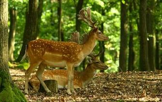 Beautiful Wallpaper Deer