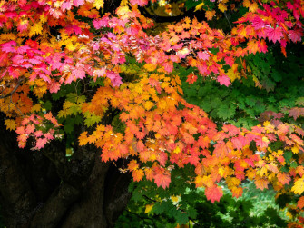 Early Fall Wallpaper