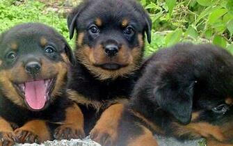 Wallpaper Rottweiler Pictures