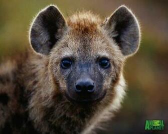 Hyena Wallpaper