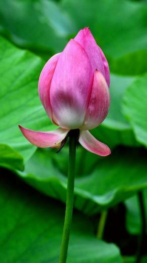 Lotus Flower Desktop Wallpaper Weddingdressin