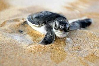 Baby Turtle Foods Home Pet Care