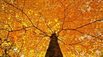 Yellow Desktop Wallpaper High Definition Quality