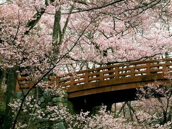 Cherry Blossom Desktop Wallpaper