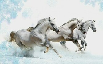 White Horse Wallpaper
