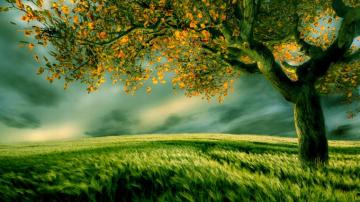 Tree Wallpaper