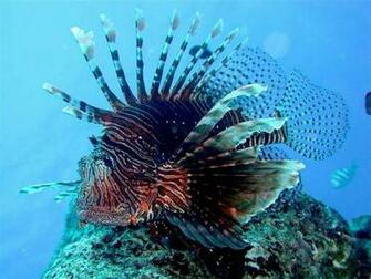 Lionfish Wallpaper