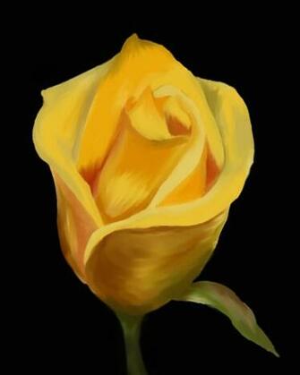 Madasa Deviantart Comyellow Rose By