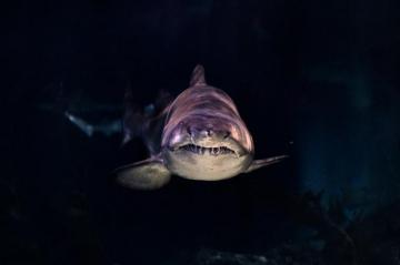 Shark Wallpaper HD Hq