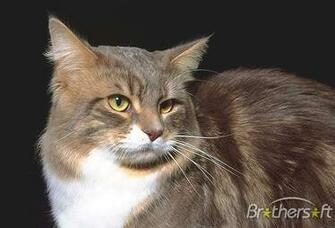 Cats Screensaver 2a