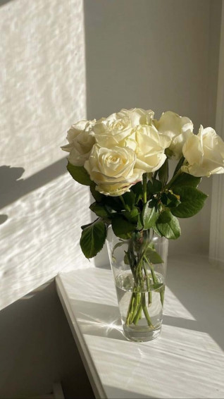Majestic Aesthetic Of A White Rose Wallpaper
