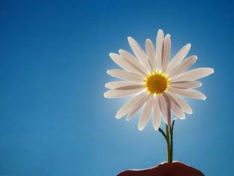 Beautiful Our 22cute Daisy Background