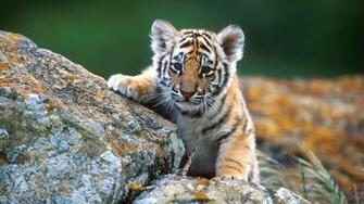 HDej Desktop Wallpaper Tiger Baby Dieren