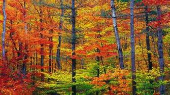 Vibrant