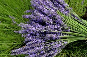 Lavender Flowers Wallpaper HD Topwallpaper