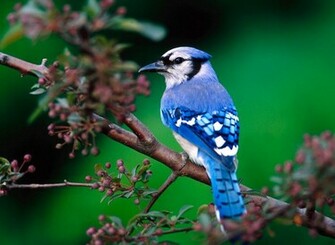 Nature Wallpaper Fabulous Desktop