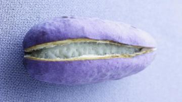 Akebi An Exotic Purple Fruit Cgtn