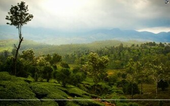 HD Tropical Forest Wallpaper