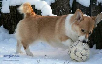 Corgi Ua Corwood Corgis Gallery Wallpaper