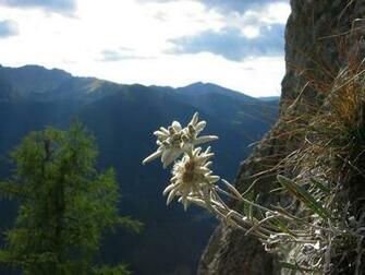 HD Beautiful Edelweiss Flower Wallpaper So Pretty