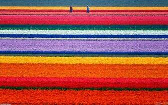 Flowers Field Wallpaper Open Walls