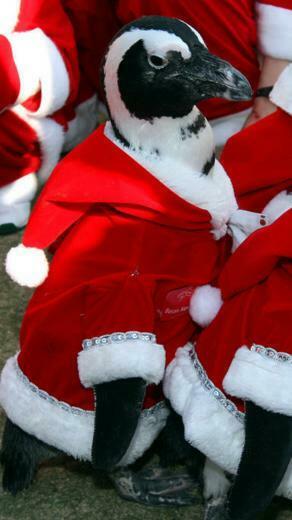 Christmas iPhone Plus Wallpaper HD