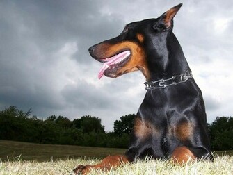 Animals Dogs Doberman Pinscher Wallpaper