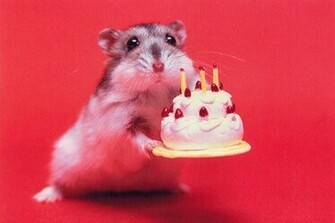 Funny Happy BirtHDay Wallpaper