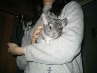 Chinchilla Image Giant HD Wallpaper And