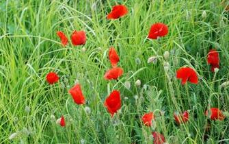 Flowers Poppy Wallpaper
