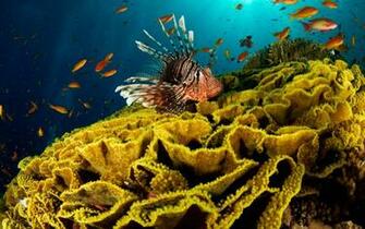 Underwater Fish