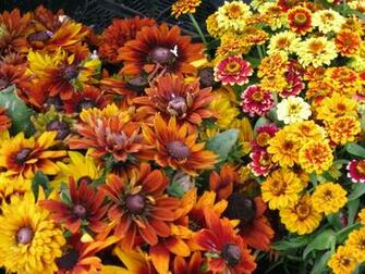 Fall Flowers And Pumpkins Wallpaper I Love To Eat Pumpkin Any