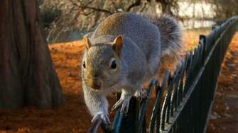One Funny Squirrel For Autumn Apple Mac Desktop Wallpaper HD In