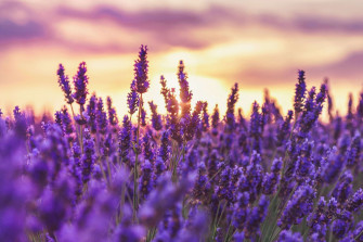 Lavender Flowers Wallpaper