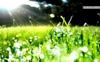 Apple Grass Wallpaper