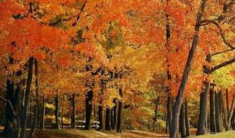 Bright Fall Trees Widescreen Wallpaper