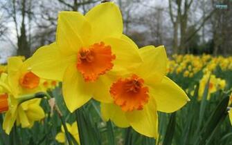 Daffodil Wallpaper