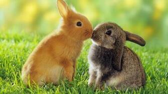 Beautiful Animals Wallpaper Pixel Popular HD